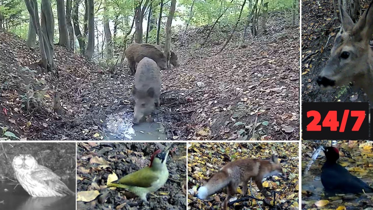 Live wildlife camera Nr 2 Poland Polska