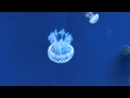 Jellyfish, Ripley&#39;s Aquarium, Toronto