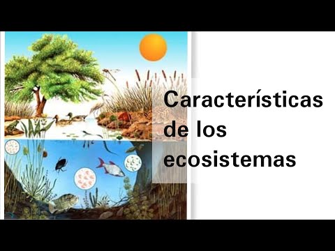 Video: Tipos de ecosistemas. Características generales de los ecosistemas