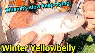 Winter Yellowbelly 