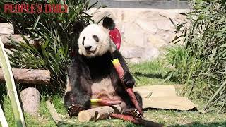 Experience the sweetness of home as #YaYa savors a sunny day picnic at Beijing Zoo.