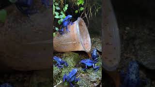 【アイゾメヤドクガエル】　アズレウス　Dendrobates tinctorius Tumucumaque / POISON DART FROG #shorts