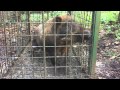 イノシシ　鳥獣被害対策　罠にかかった猪