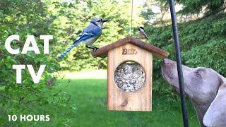 Sunday Morning Brunch for Backyard Birds and Squirrels - 10 Hour CAT TV for Pets - May 19, 2024