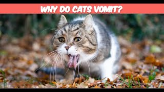 Feline Mysteries: Why Do Cats Vomit?