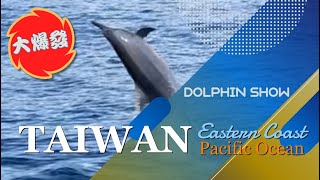 Dolphin Show 花蓮賞海豚大爆發 