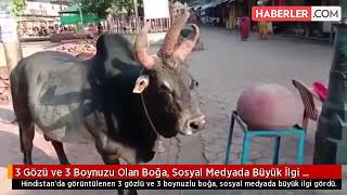 3 Gozu Ve 3 Boynuzu Olan Boga Sosyal Medyada 4658 11299879 Kj 0107