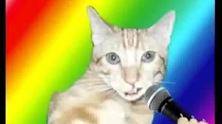 Дебильная кошка поёт песню O zone Debility cat sings O zone