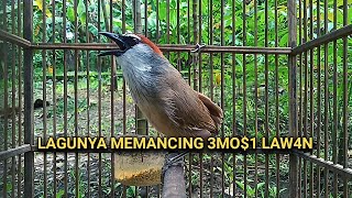 kicauan burung kaso kaso gacor