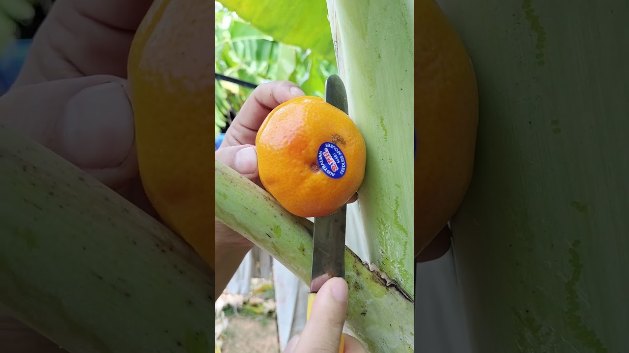 Chill & Vibes with Clean Fruit Cuts 