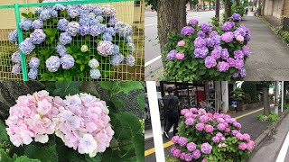 路上到處都是繡球花【紫陽花】2022年 