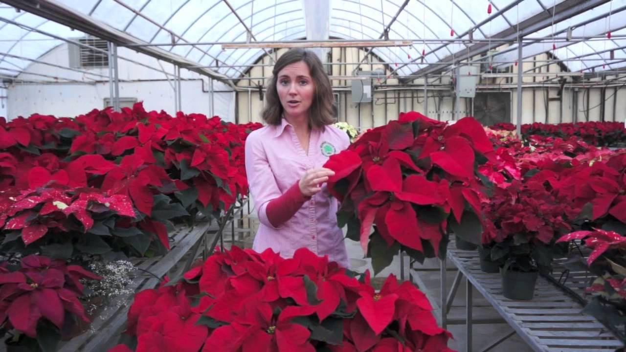 poinsettia-selection-and-care-youtube
