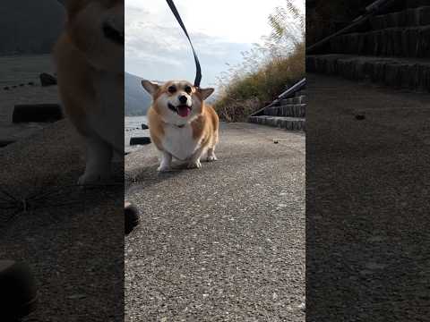 川の近くで満足そうなコーギー / A corgi that looks happy to be near the river #コーギー #サクラ #corgi