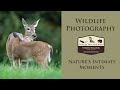 Wildlife Photography  -  Intimate Moments