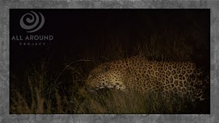 RARE footage of an elusive Kalahari Leopard | A Short Wildlife Safari