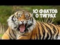 10 интересных фактов о тиграх