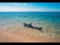 ЛЮДИ В ШОКЕ ОТ ДЕЛЬФИНОВ - ЧТО ОНИ ТВОРЯТ ПРЯМО У БЕРЕГА! ОПУКСКИЙ ЗАПОВЕДНИК! КРЫМ!