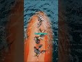 ¿Por Qué a las Focas les Encanta Sentarse en los Timones de los Barcos?