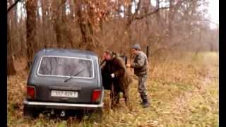 Охота на кабана в Украине- UA Travel