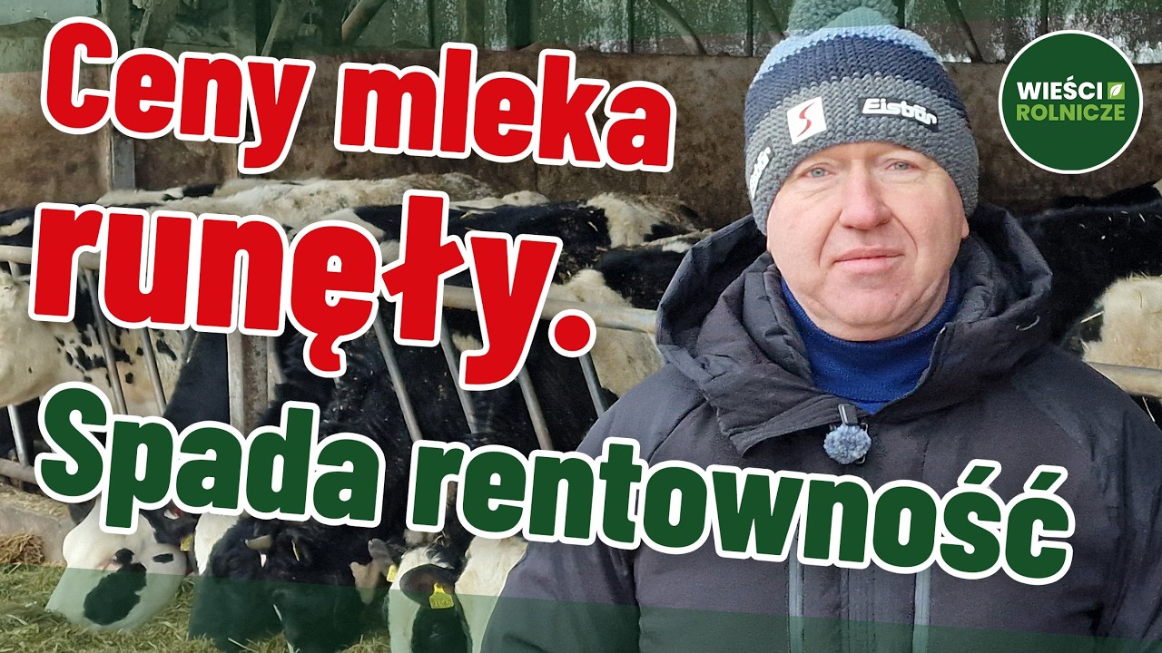 Drastyczne spadki w cenach mleka! Hodowca 300 krów walczy w oborze z mrozem - ratuje roboty udojowe