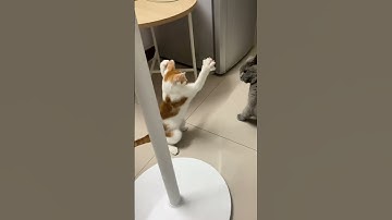 Lớp 1 đến lớp 5 tao còn chưa sợ