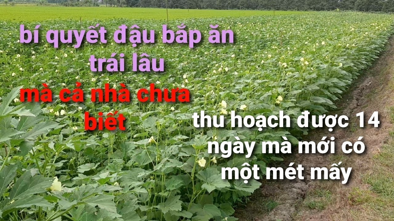Cách trồng đậu bắp 