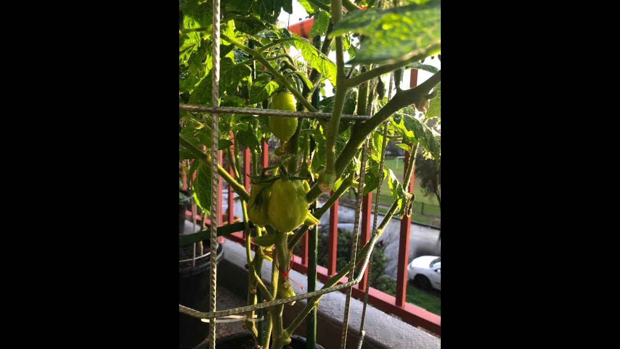 My Balcony Container Garden | Balcony Garden | Container Gardening | Balcony Gardening Ideas