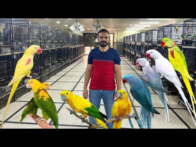 Exotic Birds Farm in Lahore | Lutino alexandrine Raw  Blue Raw | Macaw Breeding Farm | Golden Conure class=