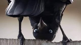 Gypsy Rose Blanchard and Ken Urker 1st tiktok live