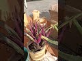 बेकार के डब्बू से भी आप किचन गार्डन अच्छा बना सकते हैं #jaivikkhad #prakriti #garden