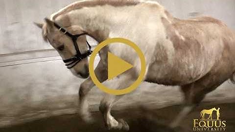 Ace used to bite and intimidate people