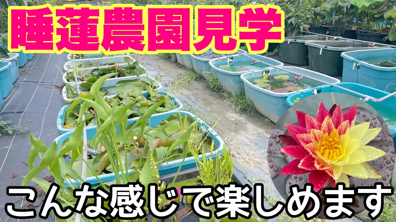 睡蓮農園の見学ツアーはこんな感じでやってます！メダカ睡蓮ビオトープ