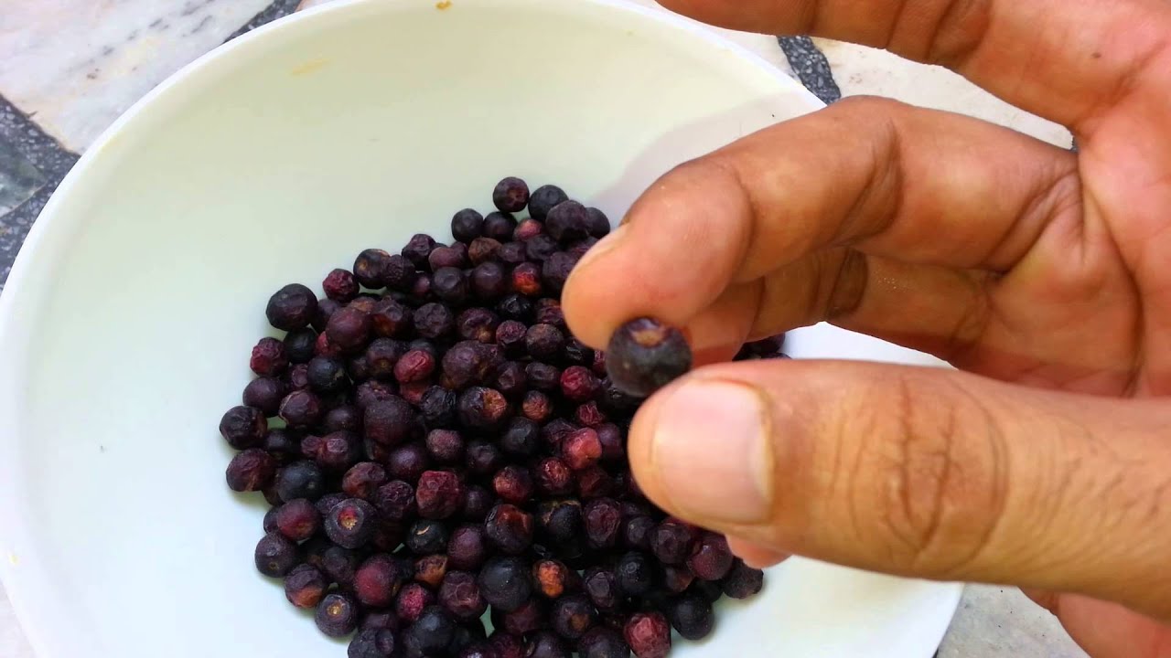 Meet old school time fruit | Phalsa fruit | Falsa Summer fruit introduction  by CK | Chawla