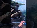 聖地エギング秋の良型アオリ🦑🍂🦑