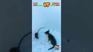 Szczur kontra kotek. Kto przegrał? #tomandjerry