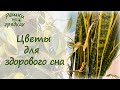 Лучшие цветы для спальни