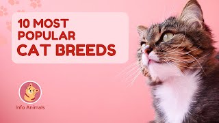 10 most popular Cat breeds | Info Animals  | 2024