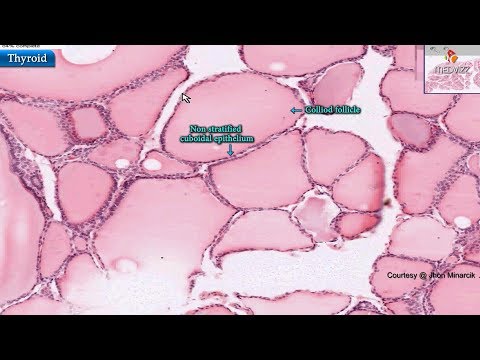 Histology of thyroid gland - Shotgun Histology