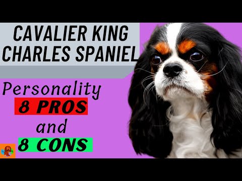 Video: Top 3 sundhedsmæssige bekymringer for din King Charles Spaniel