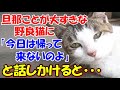 #34【猫のほのぼの話】旦那のことが大好きな野良猫 今日は帰って来ないのよと話しかけたところなんと・・・