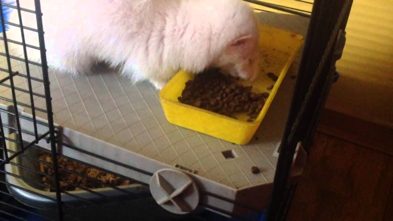 Ferret grinding teeth? YouTube