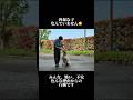 興奮 ワイマラナーくん【トレーニング 】#ドッグトレーニング #ワイマラナー #doglibre