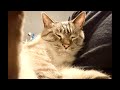 飼い主帰国したよ報告会