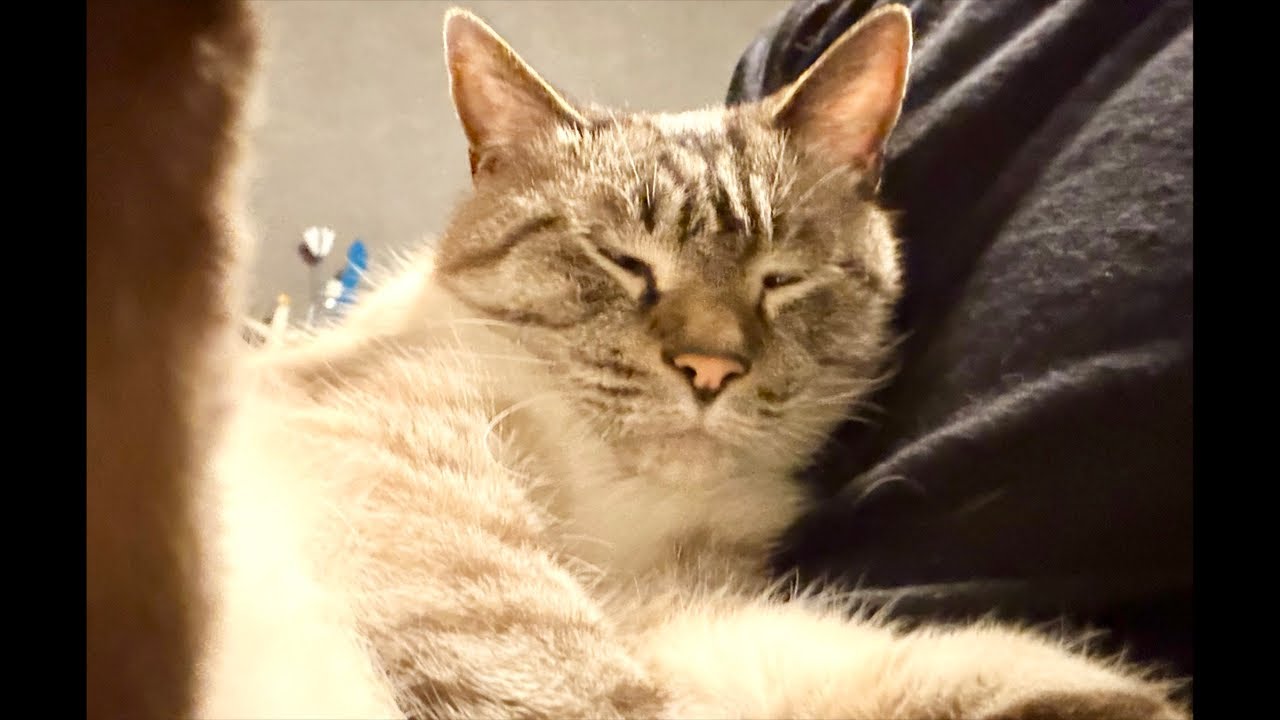 飼い主帰国したよ報告会