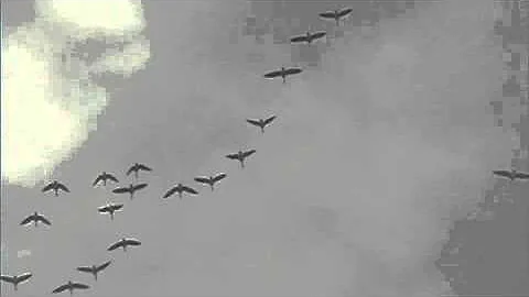 early spring birds (+music