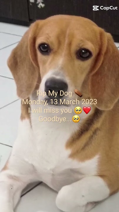 rip-my-dog-i-will-miss-you-poppy-short-rip-dog-youtube