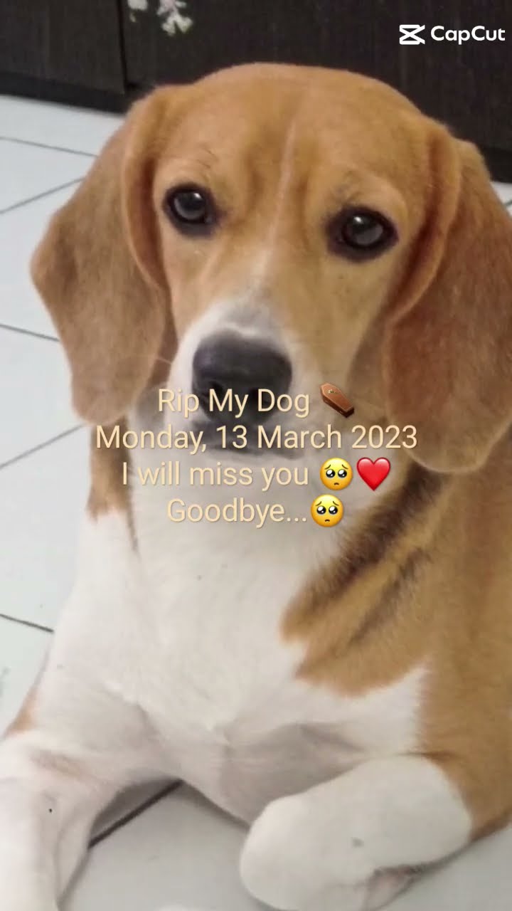 Rip My Dog I Will Miss You Poppy short rip dog YouTube Rip My Dog I Will Miss You Poppy short rip dog YouTube