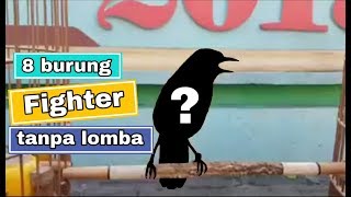 8 Burung Fighter yang Asing di Arena Lomba