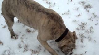 Shorty, An American Staffordshire Terrier Mix, And Ice Pellet Weather