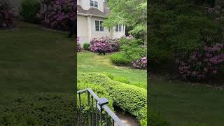 Teen Black Bears Wander through a Neighborhood